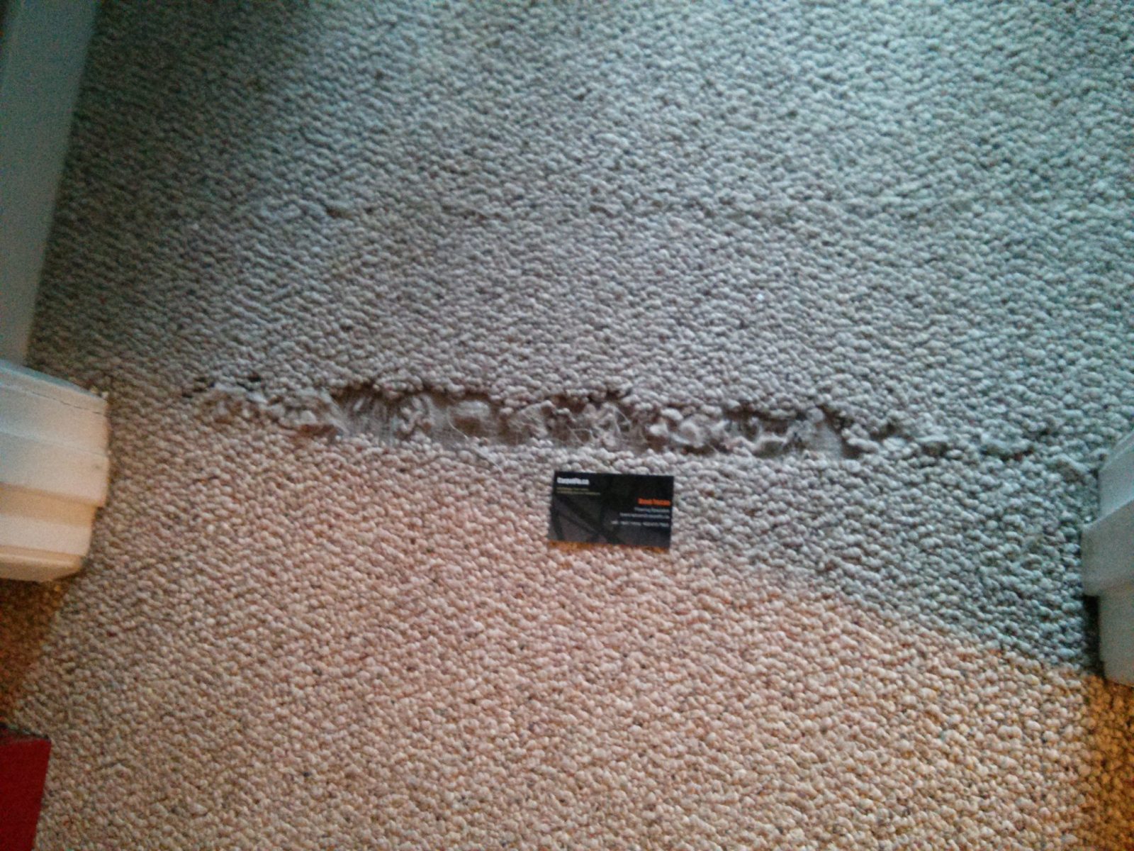 How to Stop the Dog Damaging your berber carpet The Best Carpet