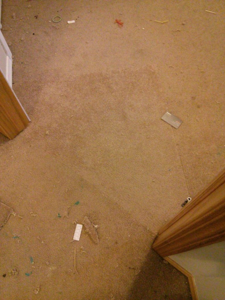 dog damaged carpet after fix
