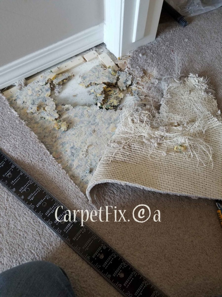 Carpet Fix is one Pet Damage repairs in Calgary The Best Carpet
