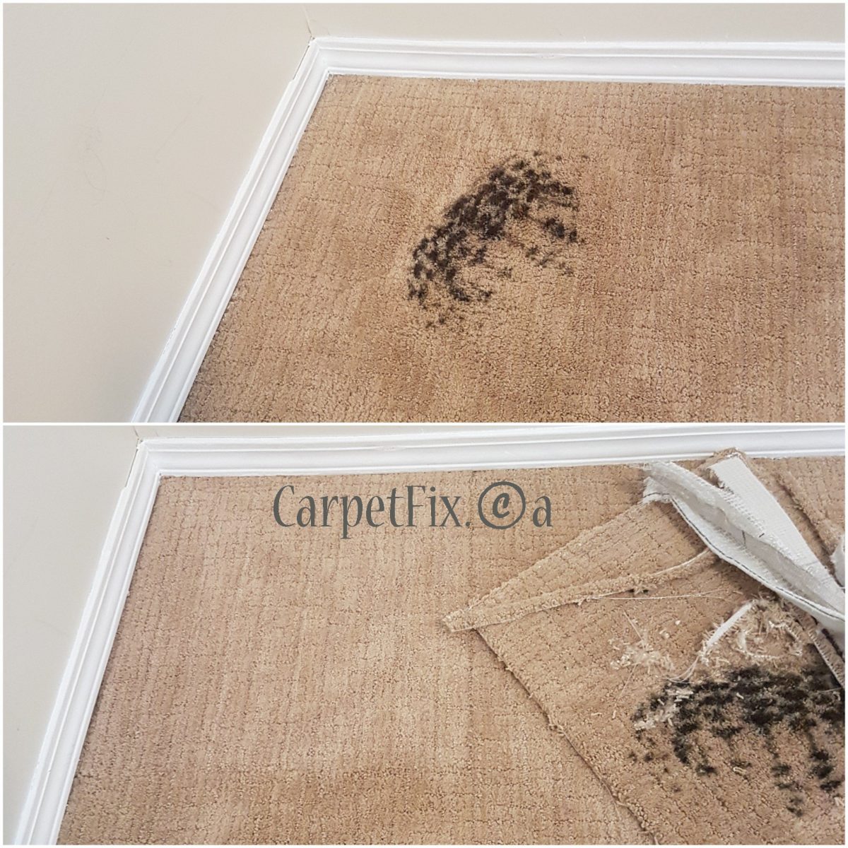 Carpet stain removal is done by #1 shop in Calgary