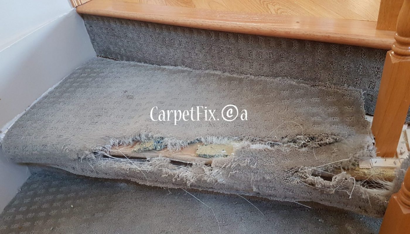 calgary carpet repairs pet damage examples
