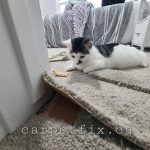 okotoks youngster damage repair - before 251120