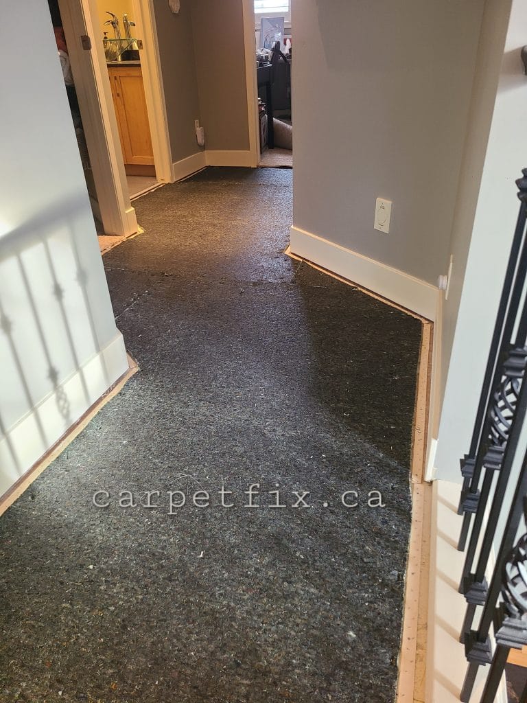 Heavily urinated carpet and underlay replacement in Tuscany, this shows the underlay installed