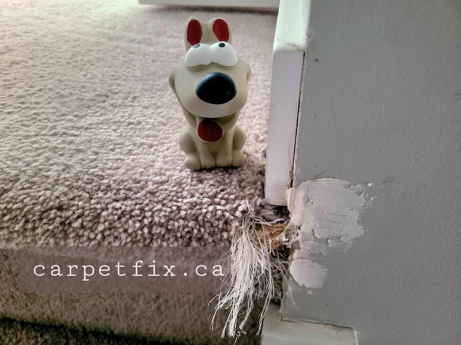 pet damage carpet repair