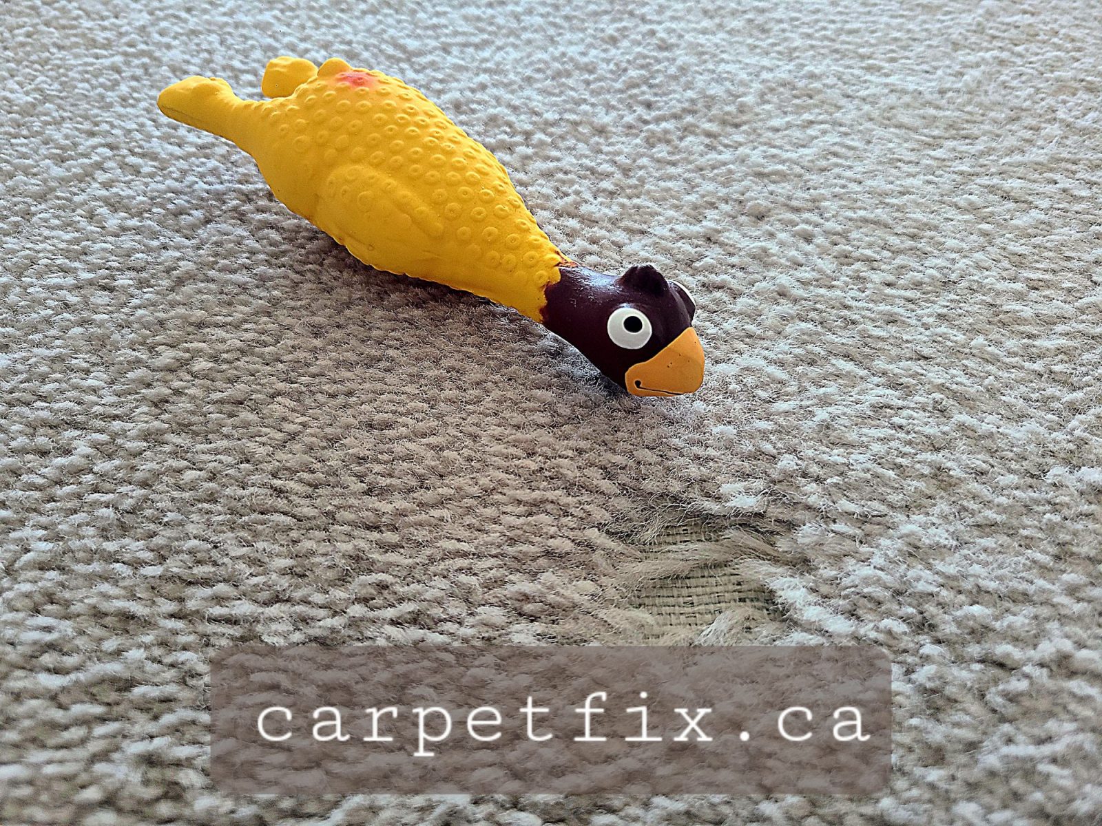 pet damage carpet repair