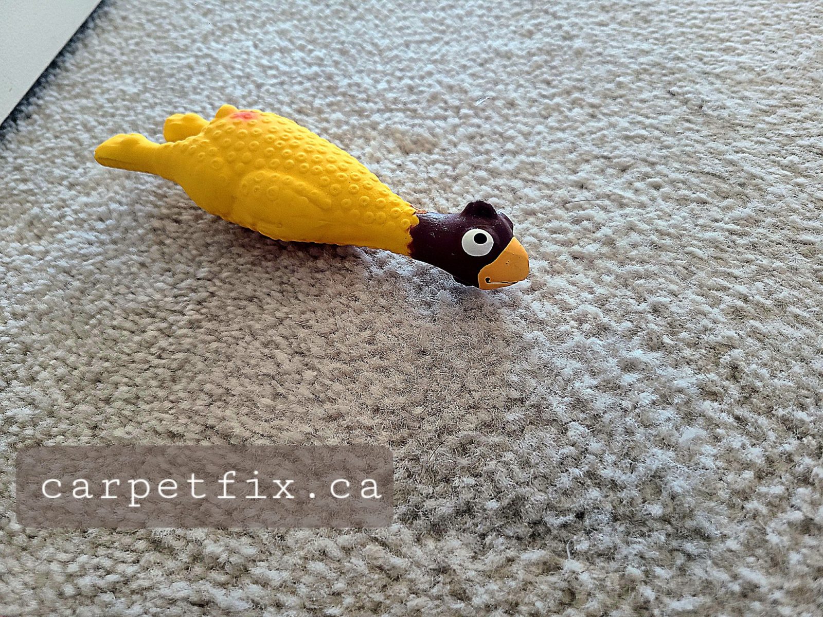 pet damage carpet repair