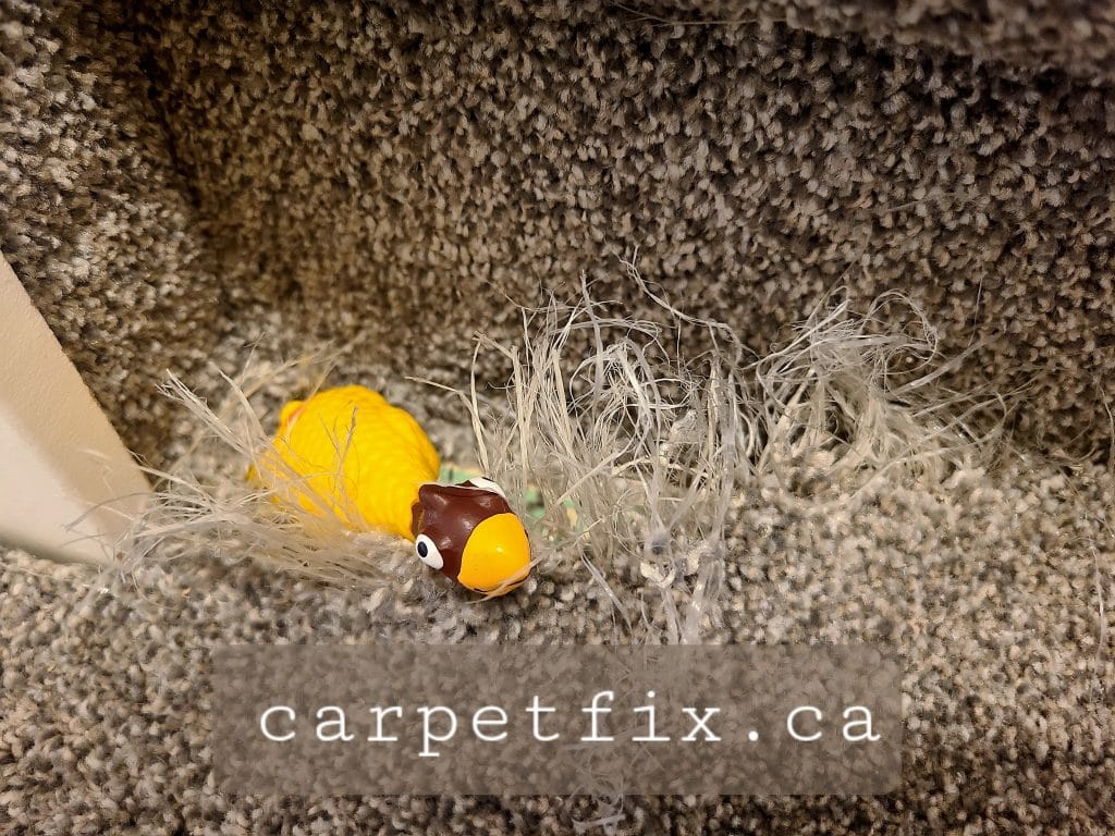 how to repair pet damaged carpet