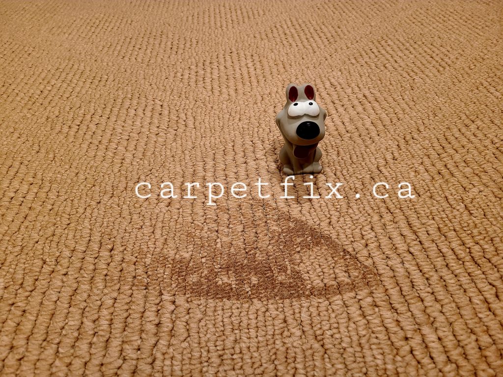 Fix Scorched & Melted Carpet Without Replacement