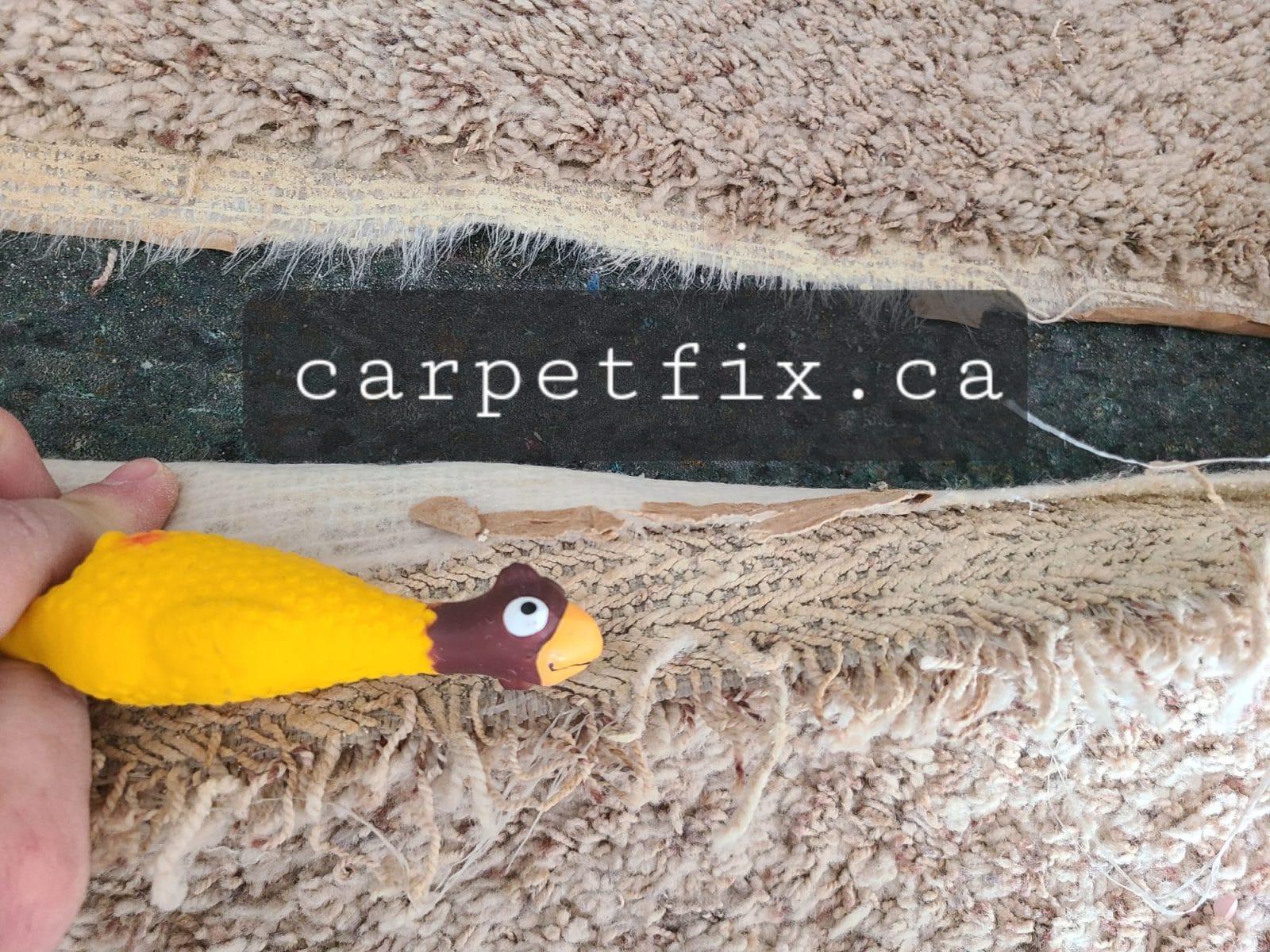 carpet backing is damaged by pulling the carpet from the seam area