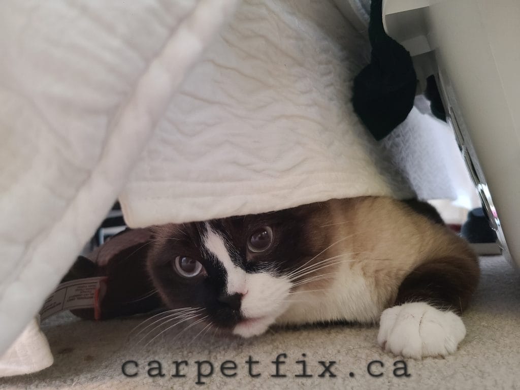 carpetfix is specialized in pet damage repairs
