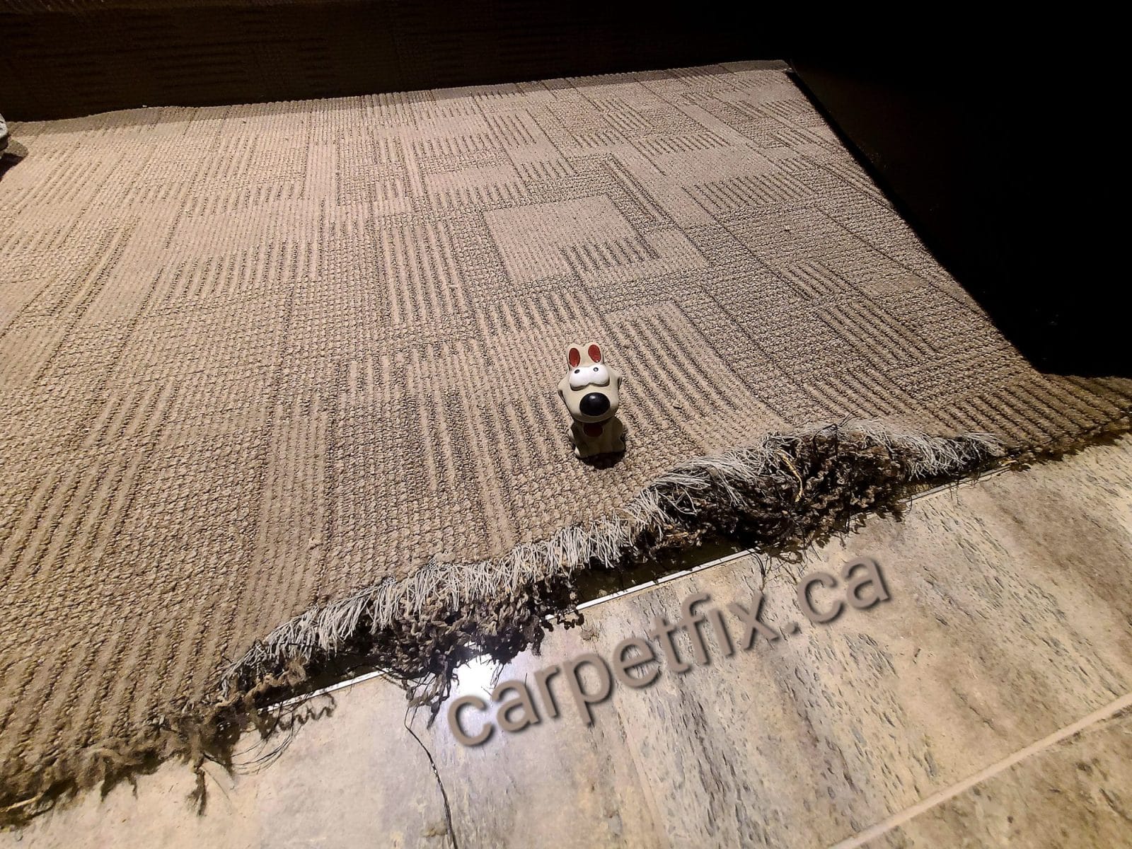 Dog ripped carpet at doorway entrance to home theater room