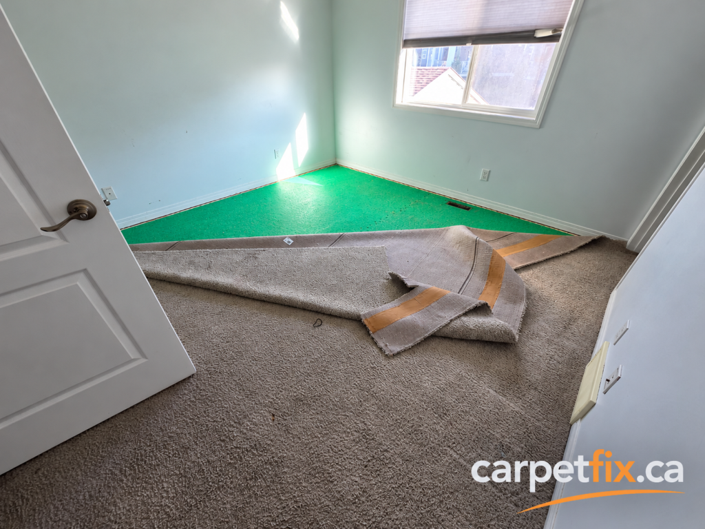 Carpet pulled back during severe pet urine damage restoration in Calgary