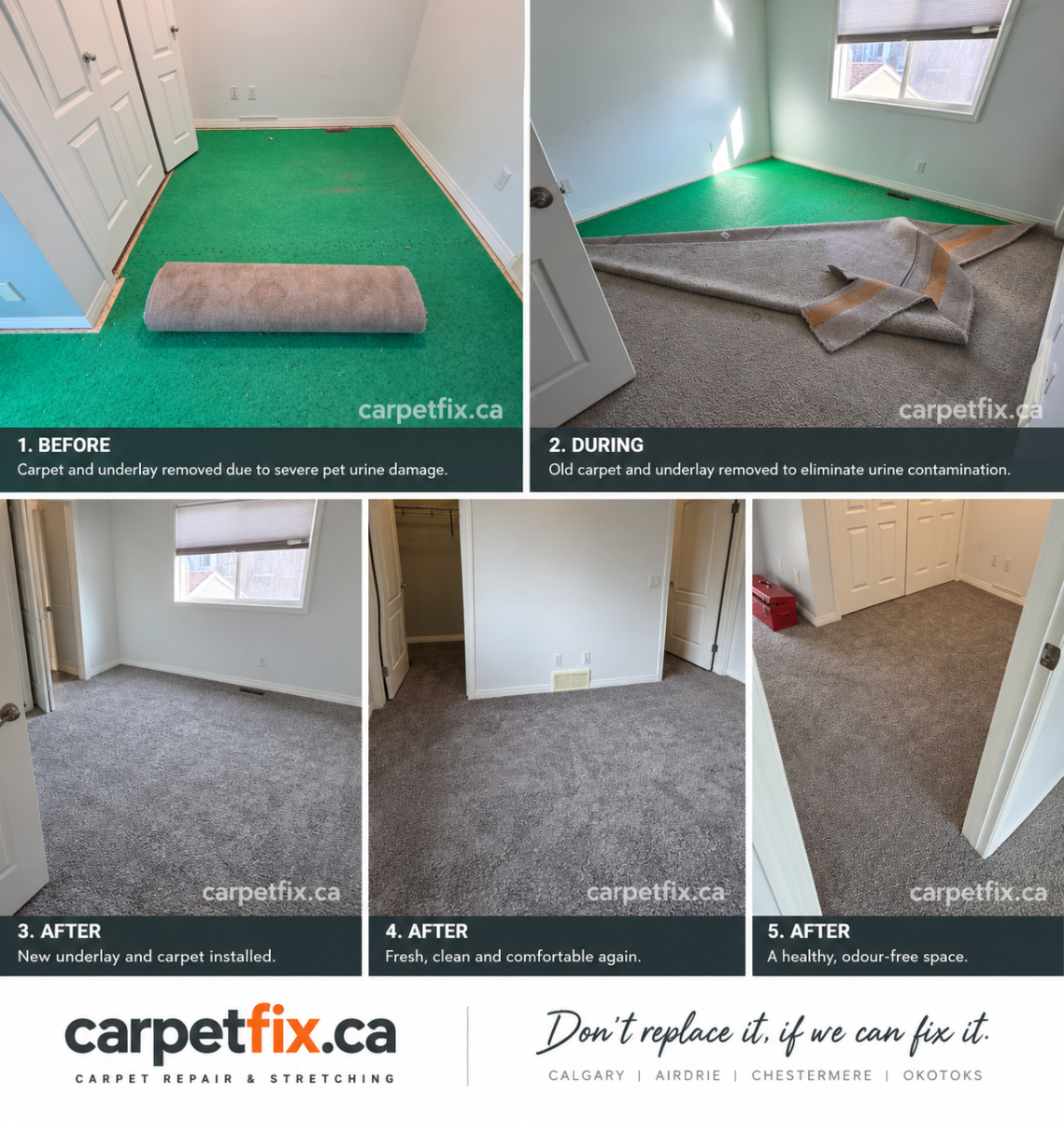 Severe pet urine damaged this Calgary carpet and underlay beyond a localized repair.
