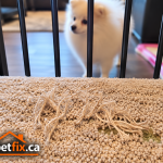 Pet damaged carpet before professional carpet repair in Calgary