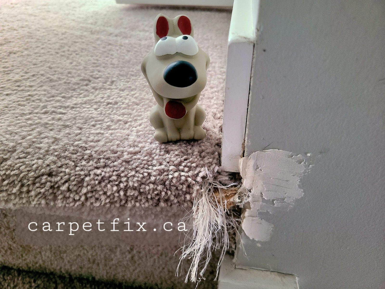 pet damage carpet repair