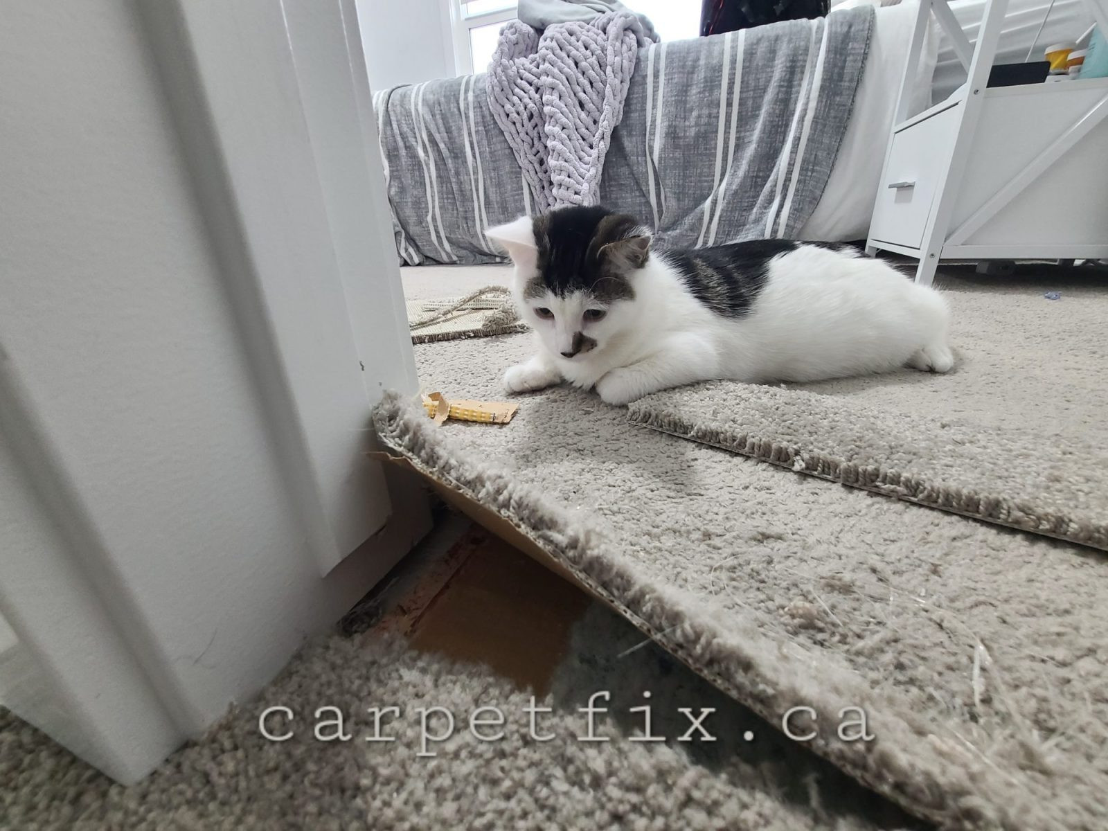 cat scratched carpet repaired in the doorway in Okotoks, patch was needed